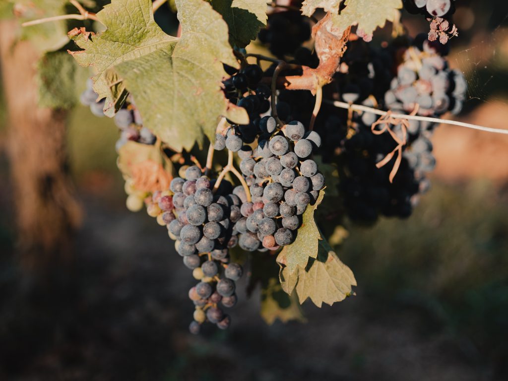 Les multiples facettes d’un aérateur de vin